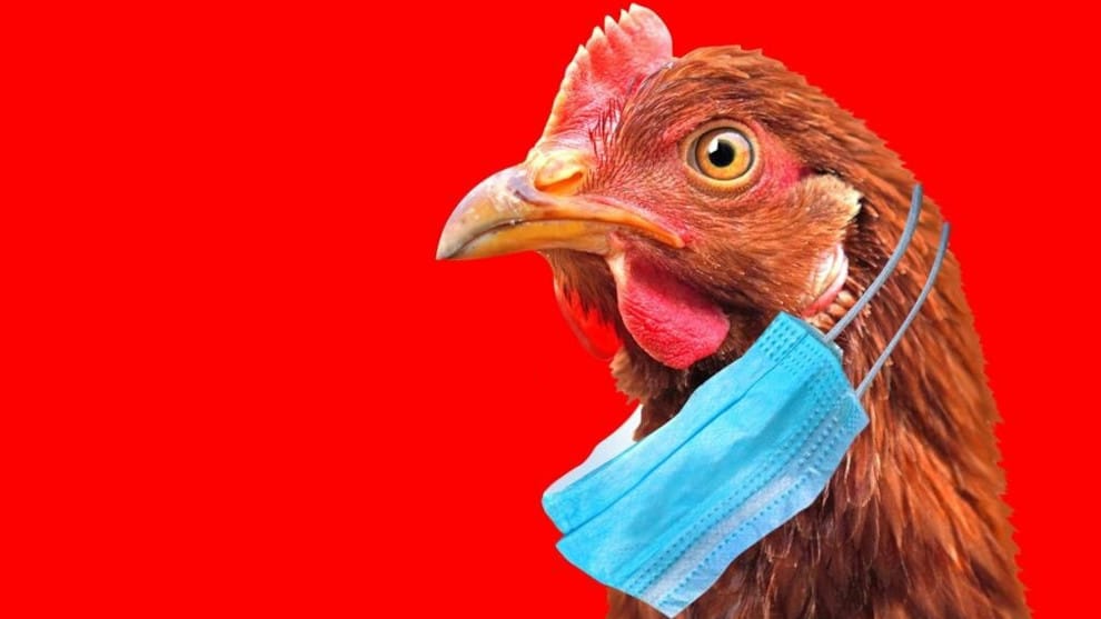 H5N1 Vogelgrippe-Virus: Neuer Impf-Terror im Anmarsch!